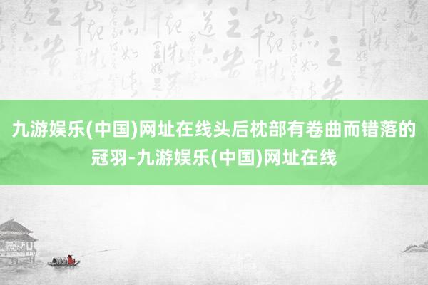 九游娱乐(中国)网址在线头后枕部有卷曲而错落的冠羽-九游娱乐(中国)网址在线
